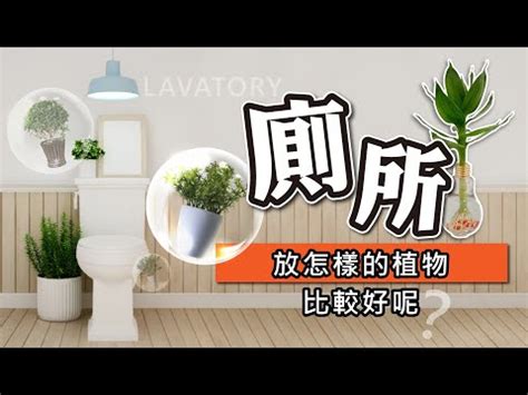 廁所適合放什麼植物|適合放在浴室廁所的植物